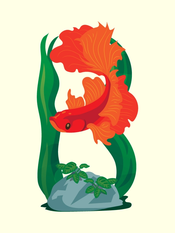 Custom Illustrations